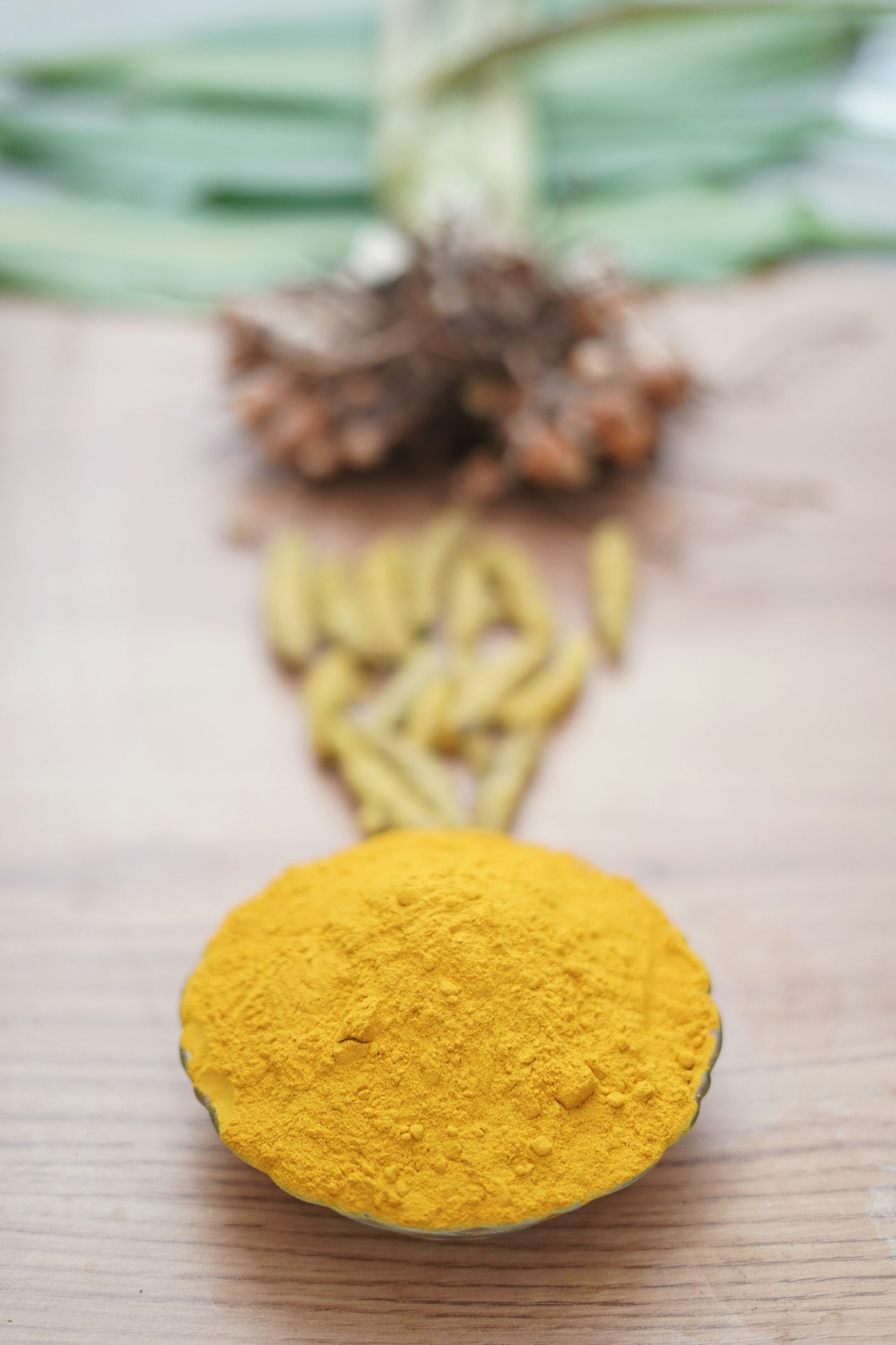 Turmeric powder with fresh ayurvedic roots and leaves